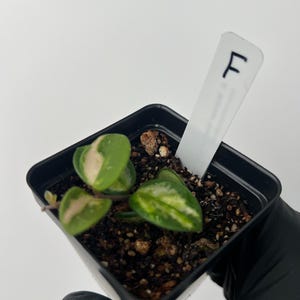 Plant F
