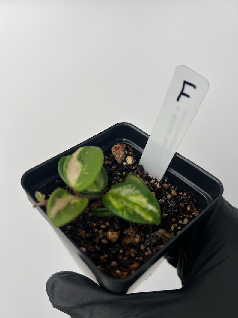 Plant F