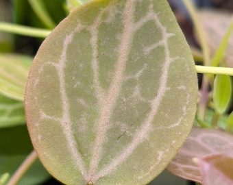 Dischidia ovata | Watermelon Dischidia | Easy Sun-Stress Trailing Plant | Rooted Starter