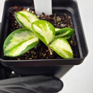 Plant H