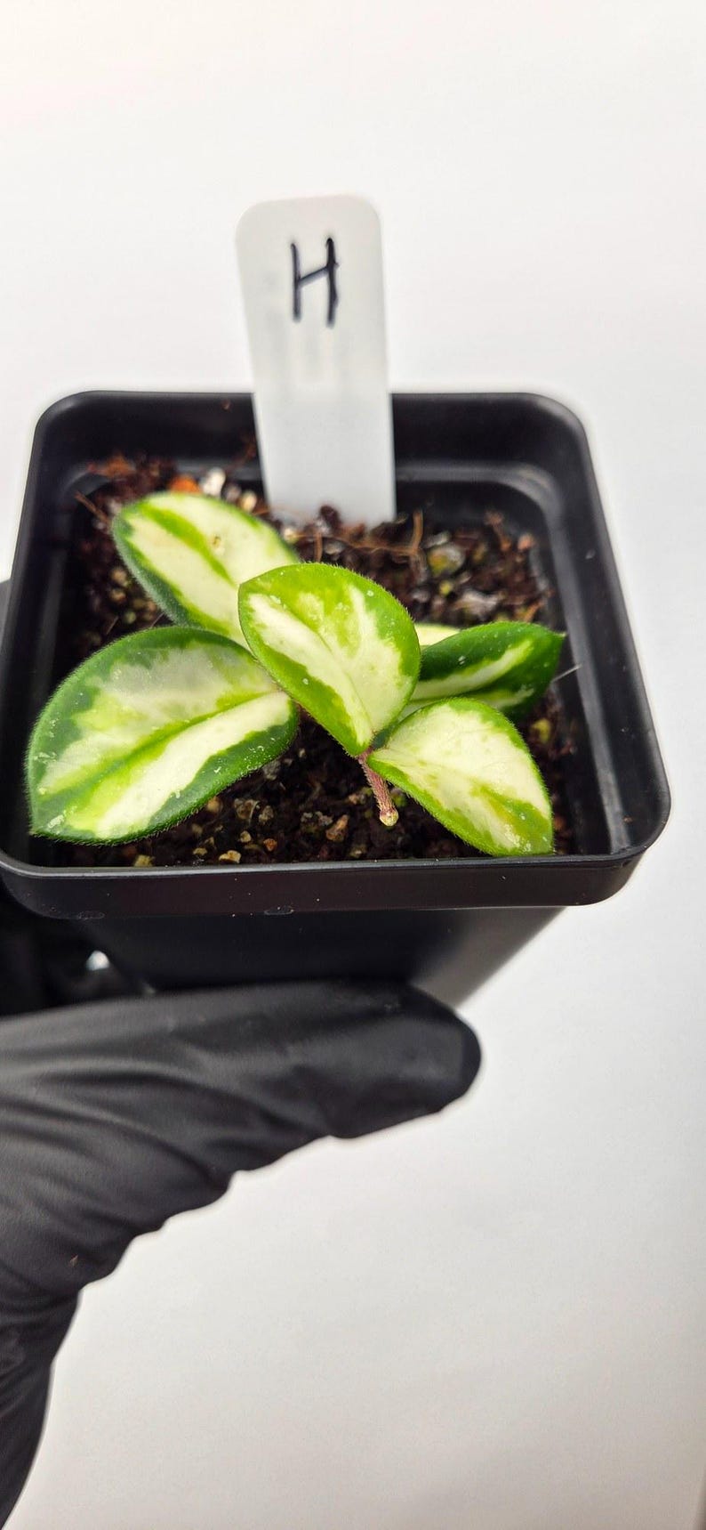Plant H