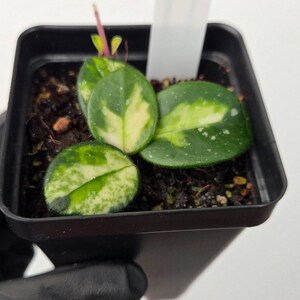 Plant J