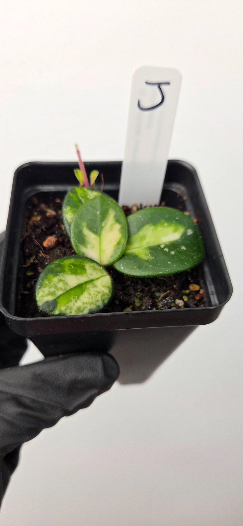 Plant J