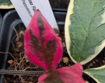 Hoya carnosa Flamingo Dream| Rooted Cutting | Hot pink new leaves