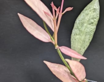 Hoya Lacunosa Winter Pandora | Silver Pink | Rare Collector Hoya Plant