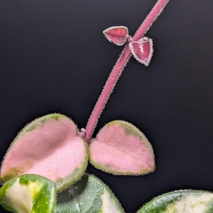 May include: A trailing plant stem with fuzzy pink texture and small heart-shaped leaves. The foliage displays variegated patterns of light pink, cream, and deep green. The stem extends upward with tiny budding leaves, showcasing a soft, hairy surface.