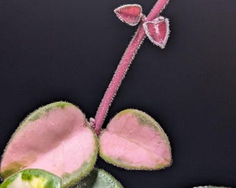 Hoya Mathilde Inner Variegated - Rare Collector Hoya - Established Rooted Plant