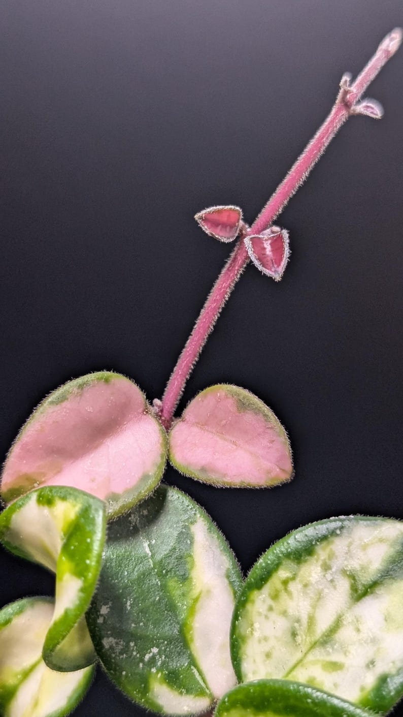 May include: A trailing plant stem with fuzzy pink texture and small heart-shaped leaves. The foliage displays variegated patterns of light pink, cream, and deep green. The stem extends upward with tiny budding leaves, showcasing a soft, hairy surface.