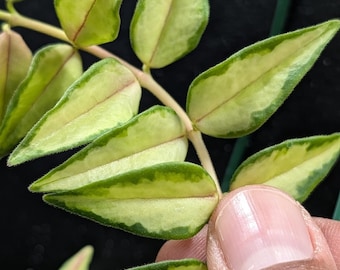 Hoya Bella 'Luis Bois' / Planta de interior variegada poco común