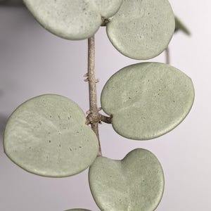 May include: A trailing plant stem featuring multiple succulent, heart-shaped leaves in a muted sage green color. The leaves have a smooth, matte texture and are arranged in opposite pairs along a thin, woody, brown vine that extends vertically.