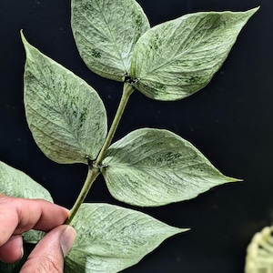 Hoya Polyneura Broget Silver - Etsy