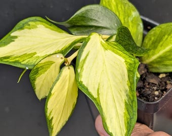 Hoya polyneura Inner Variegated | Rooted Cutting | Fishtail Wax Plant