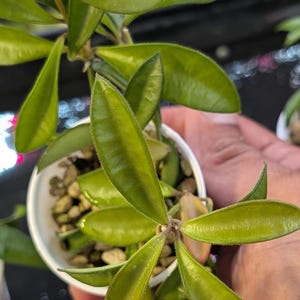 Hoya kentiana &#39;Mini&#39; - Uncommon! PG04