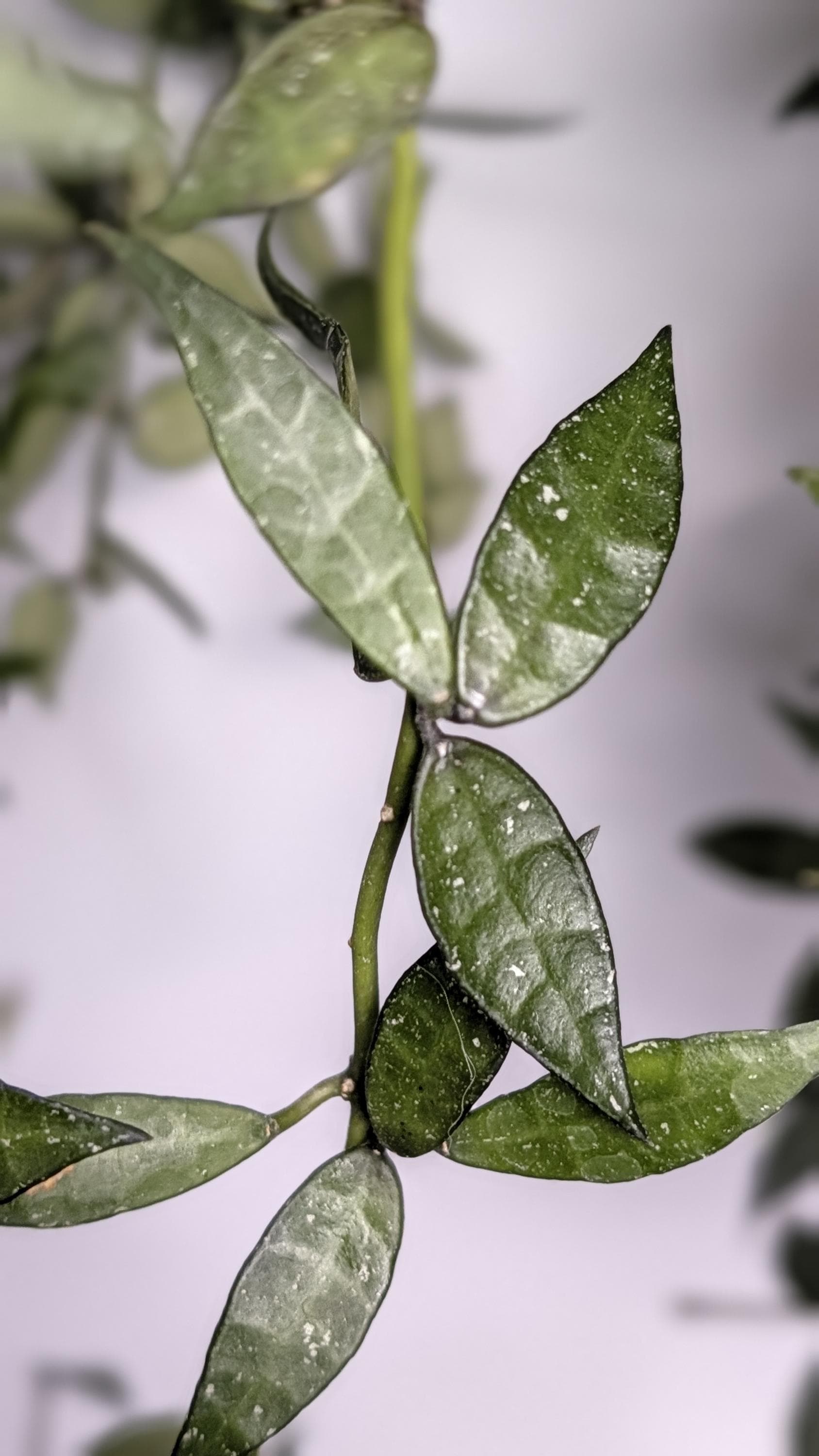 Hoya Lyi Noid - Etsy