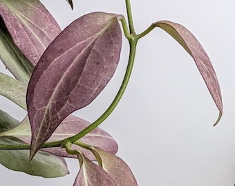 Hoya Nicholsoniae New Guinea Ghost Plant | Rare Silver Variegated Indoor Houseplant