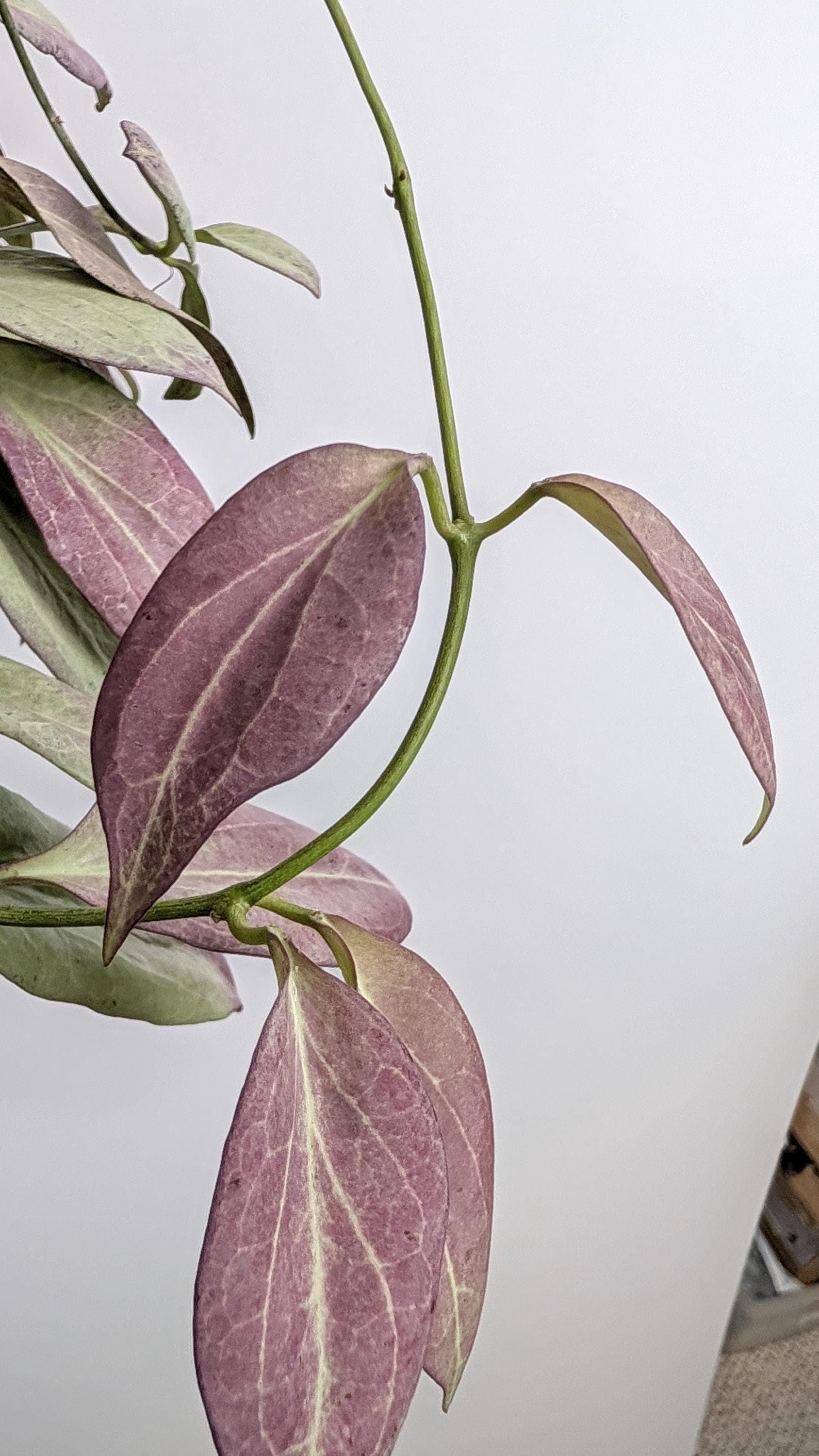 Hoya Hypolasia Plant - Etsy