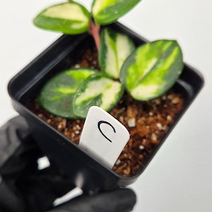 Plant C