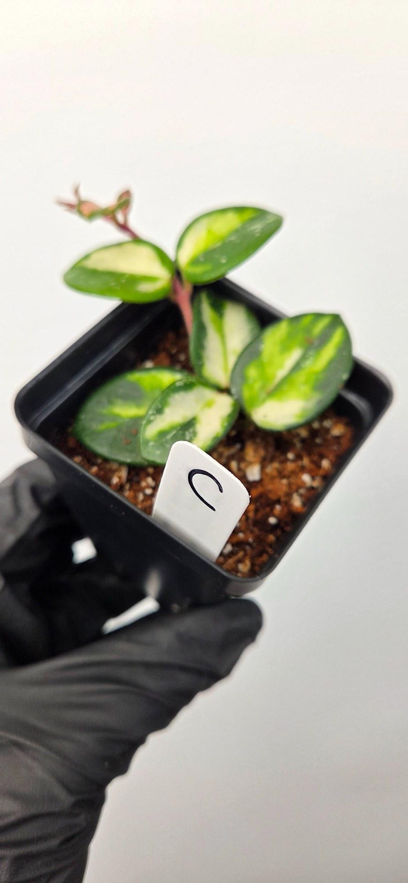 Plant C