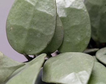 Hoya Krohniana Eskimo | Starter Plant | Silver Heart-Shaped Leaves