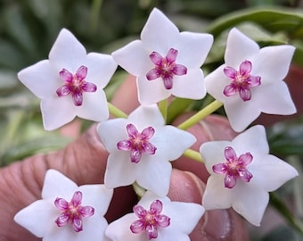 Hoya Bella Miniatura de Cera – Flores fragantes en forma de estrella, planta de interior colgante