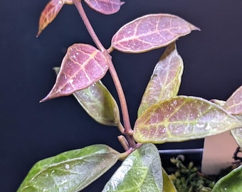 Hoya sp. Rebecca / Planta madura y establecida / Alto estrés solar y floración prolífica