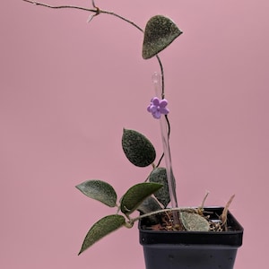 Hoya Lacunosa Poonsak | Established Starter Plant | Highly