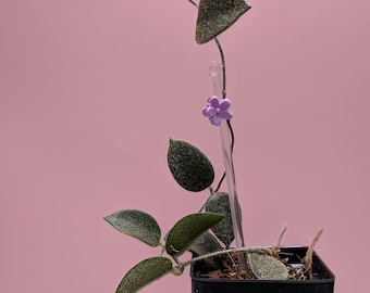Hoya Thompsonii Rosa / Rara planta de interior de hojas aterciopeladas y peludas, planta viva de interior