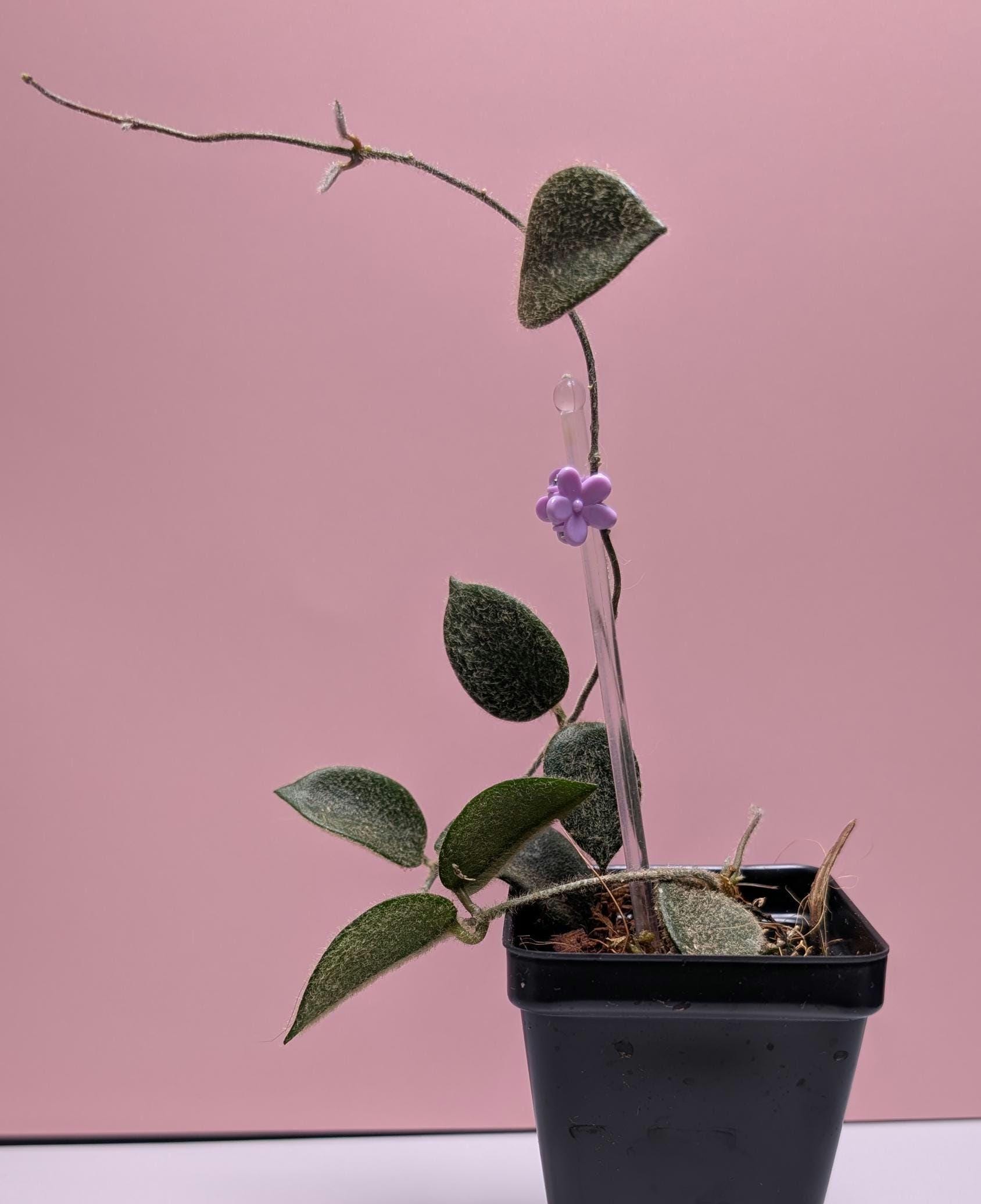 Hoya Thompsonii Pink | Rare Fuzzy Velvet Leaf Houseplant, Live