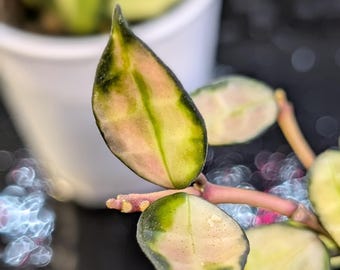 Planta Hoya Lacunosa variegada / Planta de interior colgante y fragante, con bordes color crema.