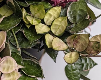 Hoya Lacunosa Asami | Crazy Colors | Rare Collector Hoya Plant