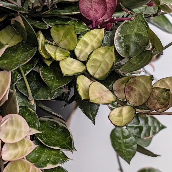 Hoya Lacunosa Asami | Crazy Colors | Rare Collector Hoya Plant