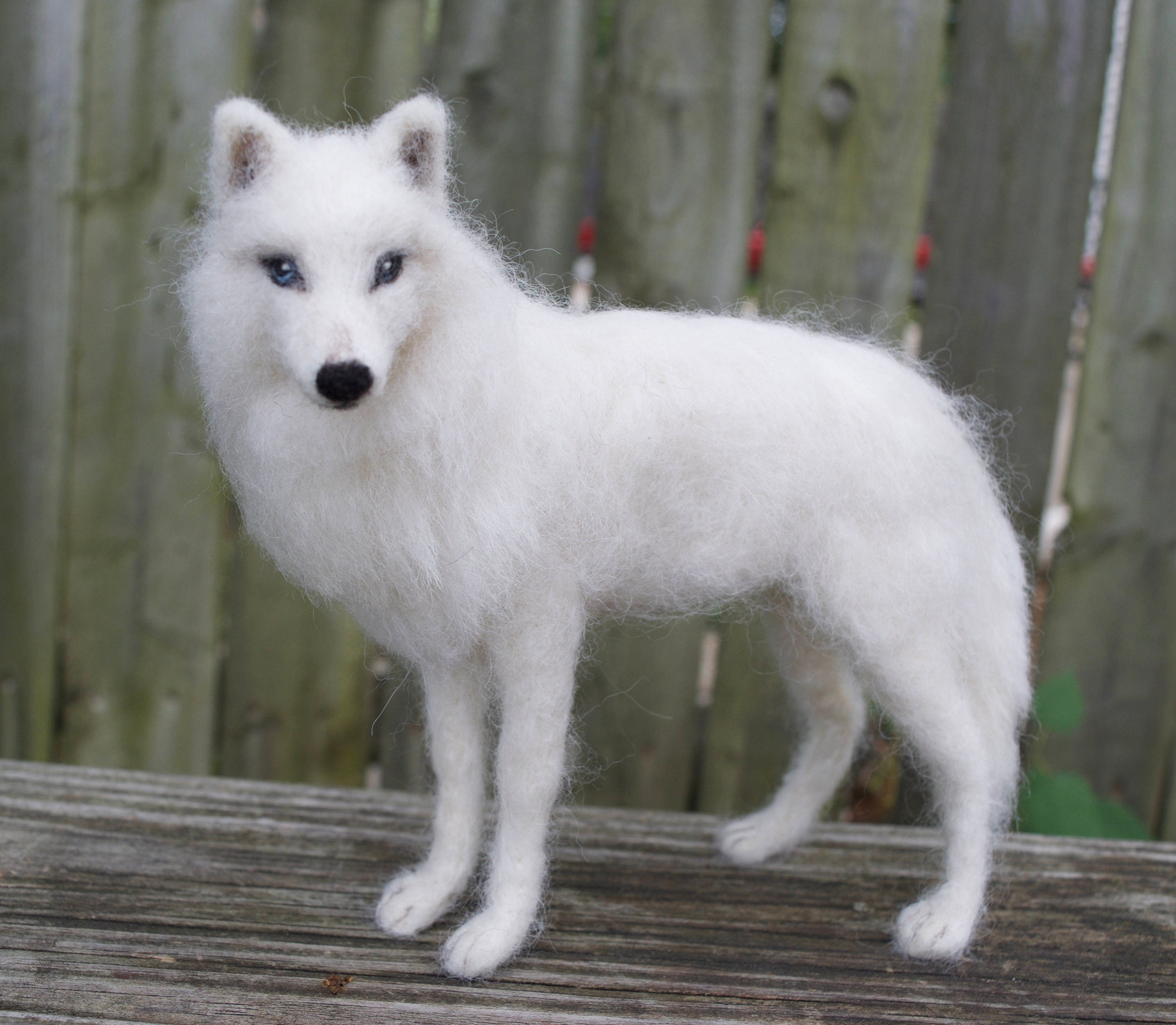 All White Timberwolf Dog