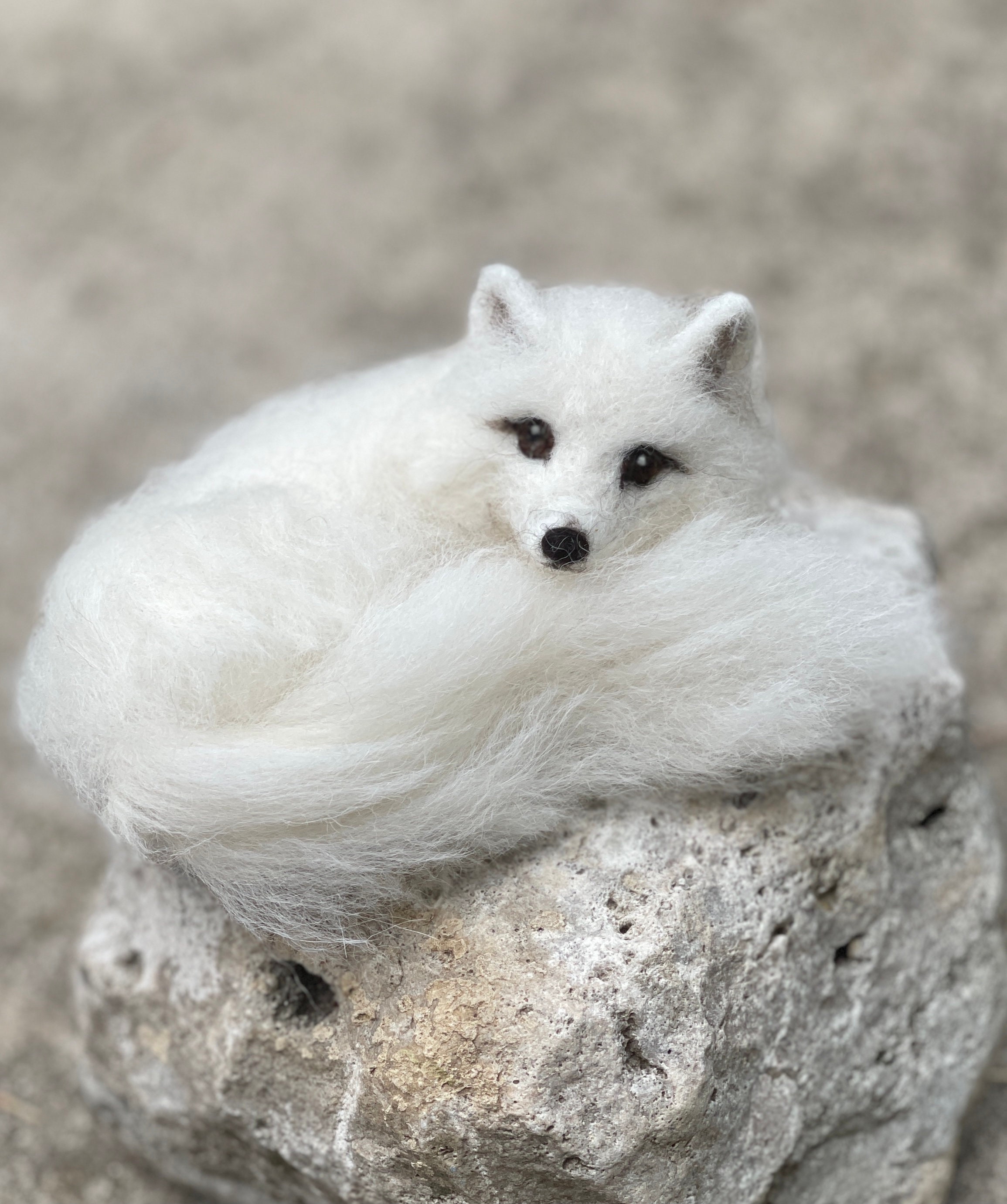 Arctic Fox