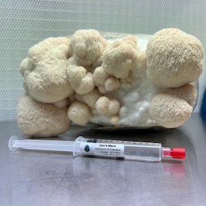 10 ml de culture liquide Lions Mane