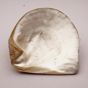 以下が含まれることがあります： 滑らかで真珠光沢のある内側を持つ、大きく虹色の天然貝殻。 貝殻は丸みを帯びた形で、茶色の縁はざらざらしています。 色は白からグレーまであり、微妙な模様があります。