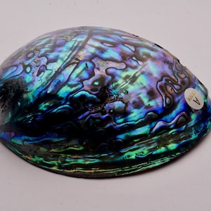以下が含まれることがあります： 青、緑、紫の虹色のアワビの貝殻。貝殻は滑らかで丸みを帯びた表面と、わずかに欠けた縁を持っています。貝殻の側面には「グレードA」と書かれたステッカーが付いています。