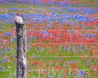 Texas Wildflower Bluebonnets Paintbrush Fence original photograph - Canvas Art Wild Flowers Landscape Photo