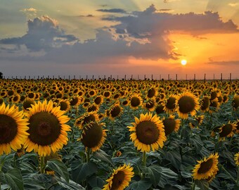 Texas Sunflower original photograph - Canvas Art Wild Flowers Landscape Photo