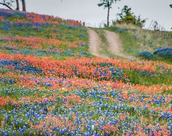 Texas Wildflower Bluebonnets Paintbrush Road Fence original photograph - Canvas Art Wild Flowers Landscape Photo