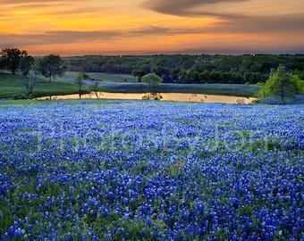 Texas Springtime Sunset Vista Lake Bluebonnets original photograph - Canvas Art Wild Flowers Landscape Photo