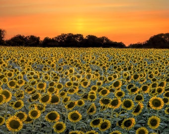 Texas Sunflower Field Sunset original photograph - Canvas Art Wild Flowers Landscape Photo