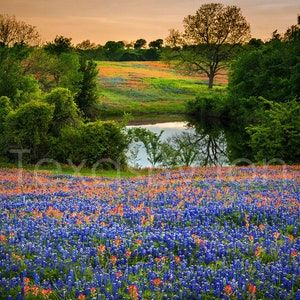 Photo originale de Texas Bluebonnets Springtime Sunset Paintbrush Pond Photo de paysage de fleurs sauvages sur toile image 1