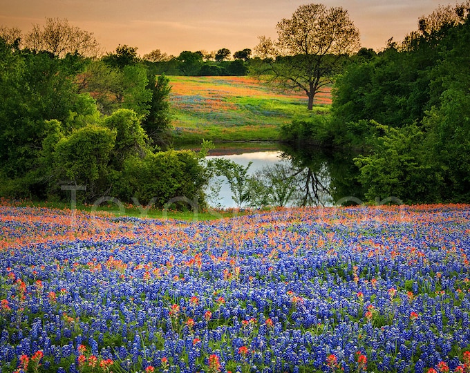 Featured listing image: Texas Bluebonnets Springtime Sunset Paintbrush Pond original photograph - Canvas Art Wild Flowers Landscape Photo