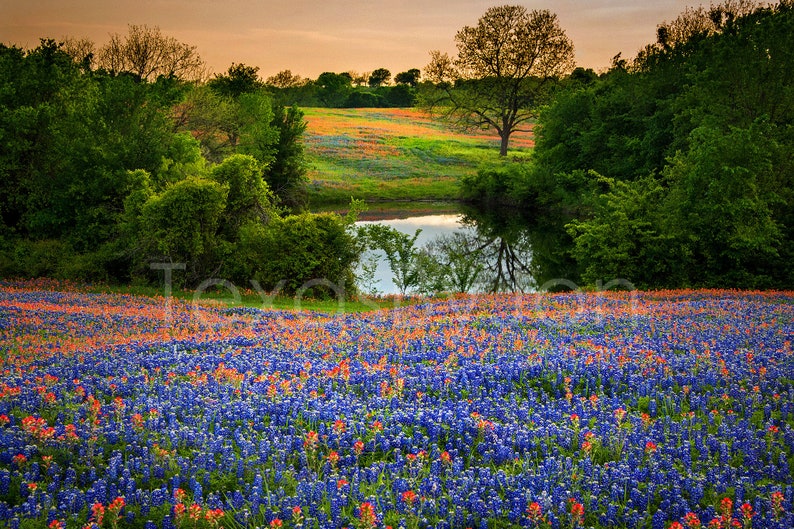 Photo originale de Texas Bluebonnets Springtime Sunset Paintbrush Pond Photo de paysage de fleurs sauvages sur toile image 1