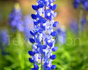 Texas Wildflower Bluebonnet original photograph - Canvas Art Wild Flowers Landscape Photo