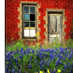 Texas Wildflower Bluebonnets Door Red Brick original photograph Canvas Art Wild Flowers Landscape Photo image 3