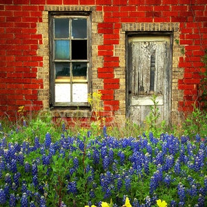 Texas Wildflower Bluebonnets Door Red Brick original photograph Canvas Art Wild Flowers Landscape Photo image 1