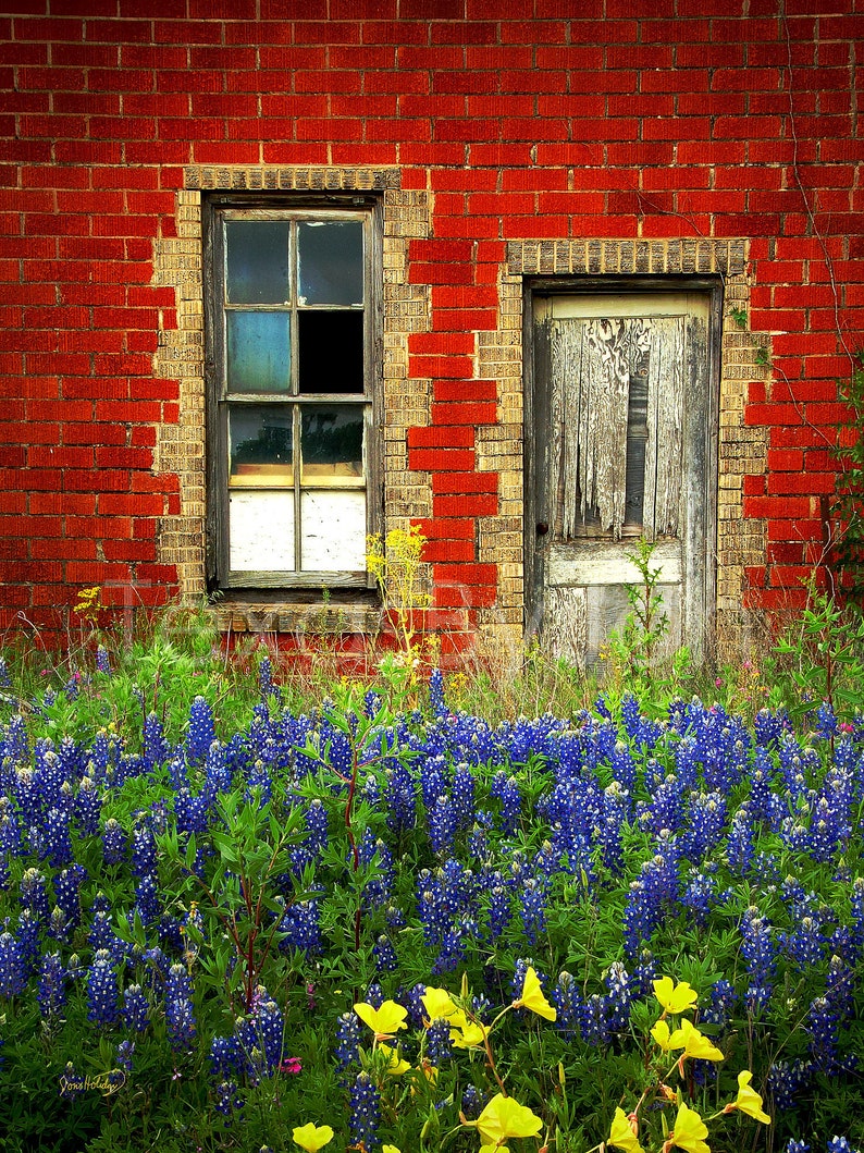 Texas Wildflower Bluebonnets Door Red Brick original photograph Canvas Art Wild Flowers Landscape Photo image 1