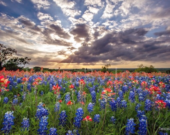 Texas Bluebonnets Springtime Sun Sky Paintbrush original photograph - Canvas Art Wild Flowers Landscape Photo