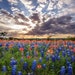 see more listings in the Paysages du Texas section